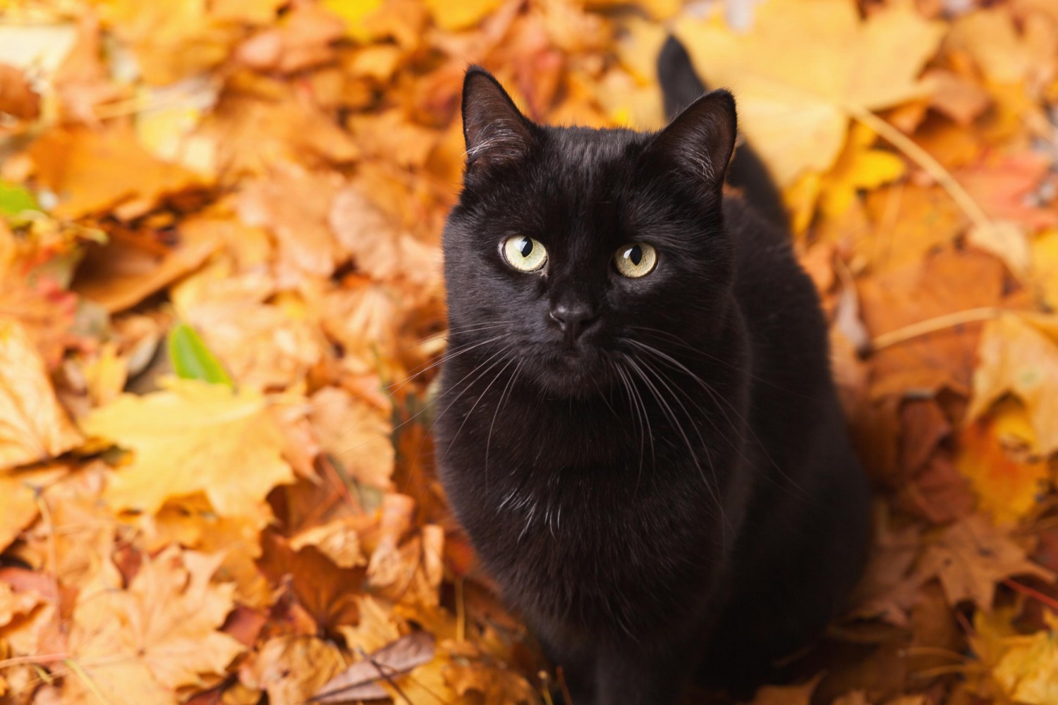 Black Cat